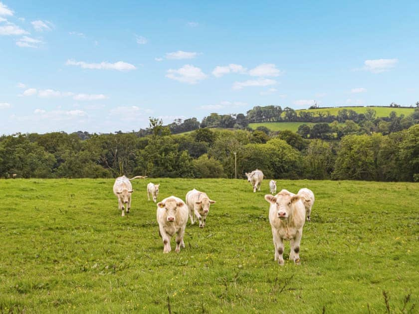 Surrounding area | Carnau Bach - Brynawelon Farm, Meidrim, near Carmarthen