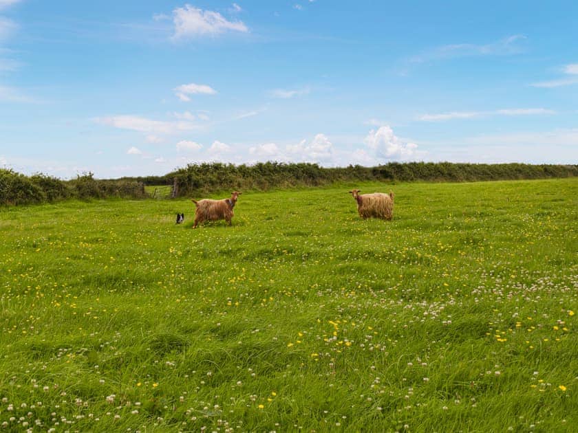 Surrounding area | Carnau Bach - Brynawelon Farm, Meidrim, near Carmarthen