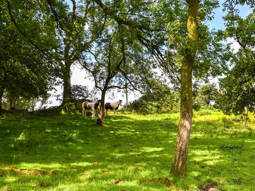 Garden | Llandremor Fawr Cottage - Llandremor Fawr Holidays, Pontarddulais