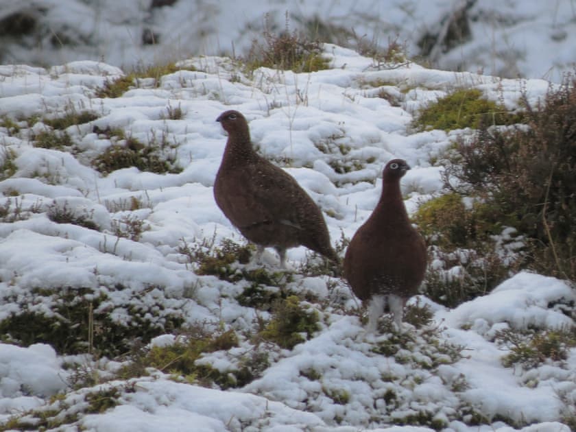 Local wildlife | Swallowholm, Arkengarthdale