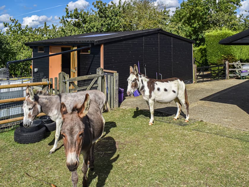 Outdoor area | Lekido, Faversham