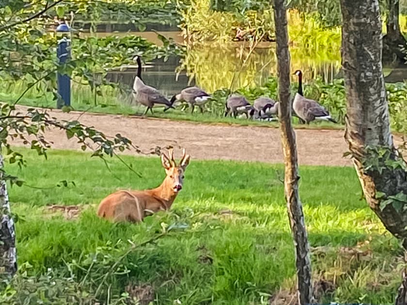 Surrounding area | Deer Glade Lodge, Landford, near New Forest