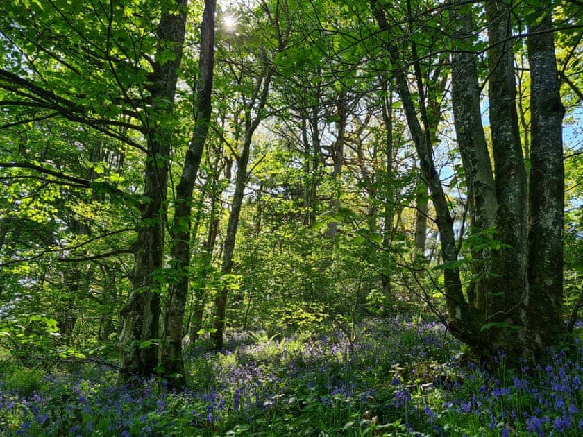 Surrounding area | Fedwr Gog, Bala