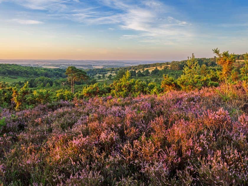 Ashdown Forest