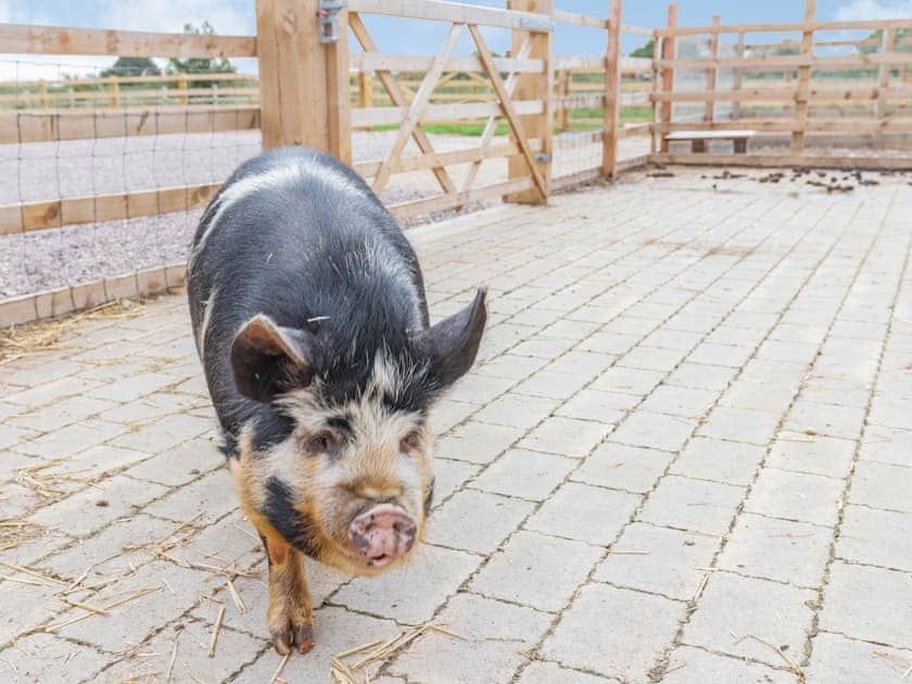 Local attraction | The Old Haybarn - Brookfields Holiday Farm, Church Broughton, near Derby