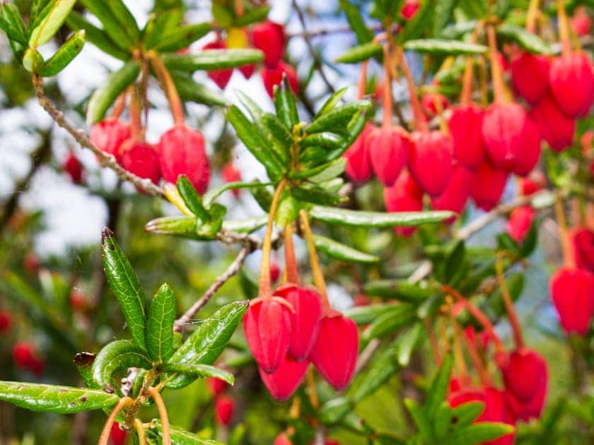 Garden | Garden Cottage - Achnashellach, Strathcarron