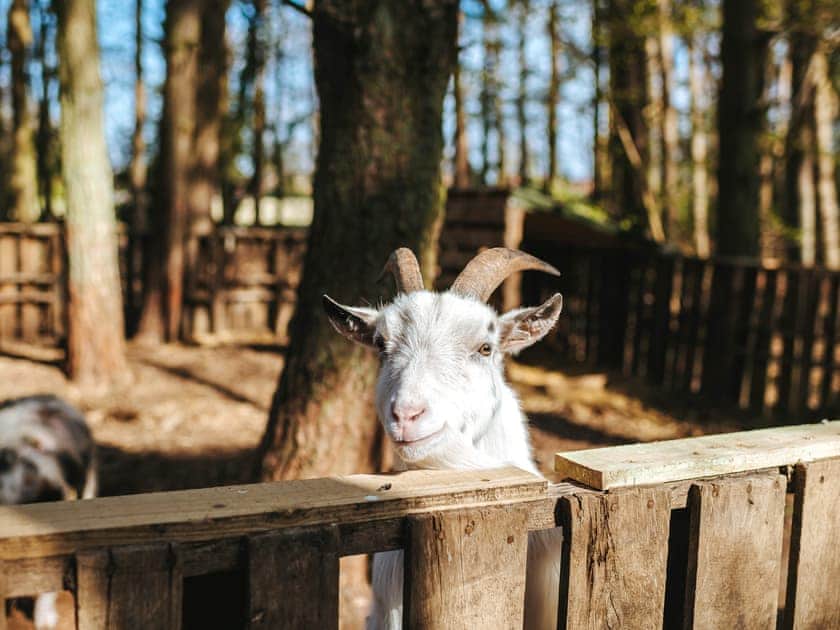 Jacob’s Folly - Rosslyn Glamping, Melton Constable
