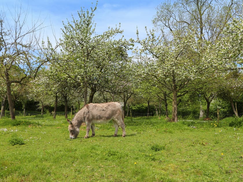 Apple Blossom Hut, Shepton