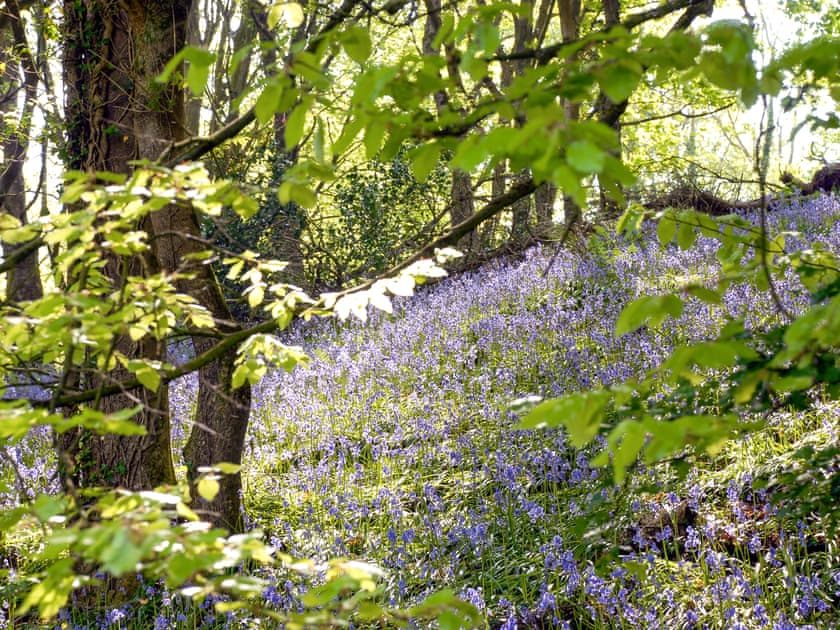 Woodland Retreat, Near Solva