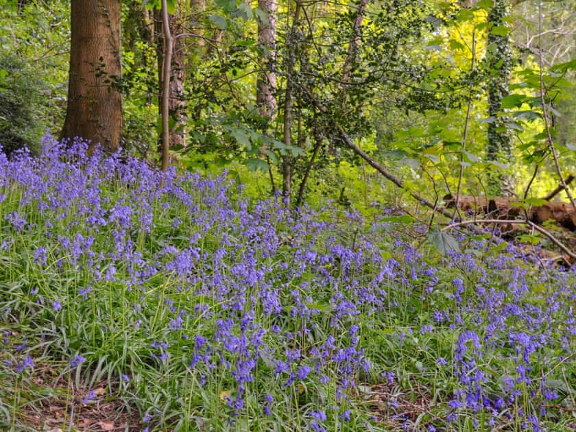 Cwm Dwr Bluebell Hut, Dulas
