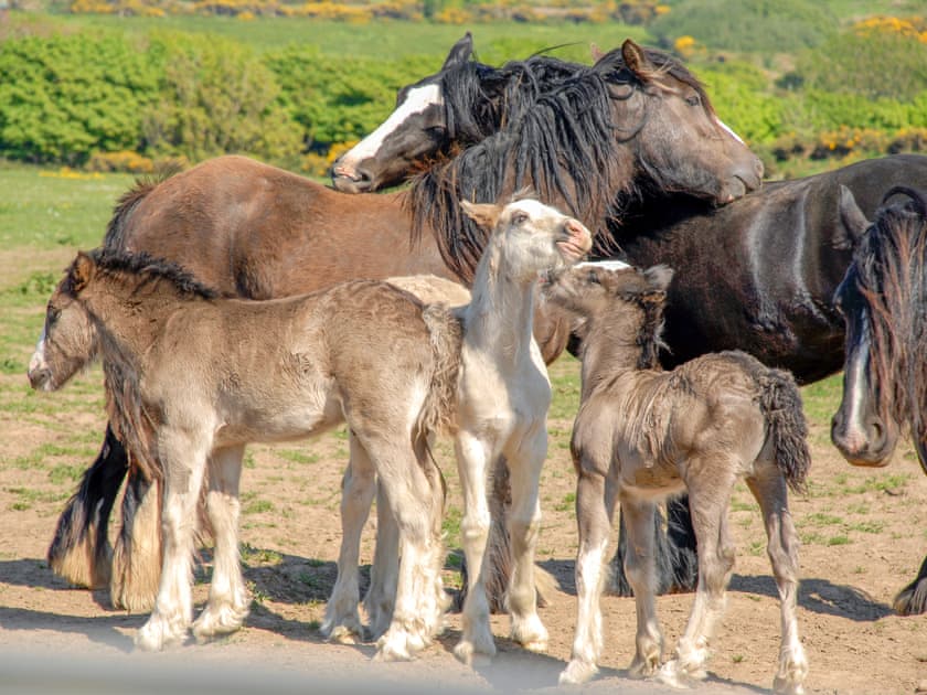 Old Cross Square Garden Apartment, St Davids