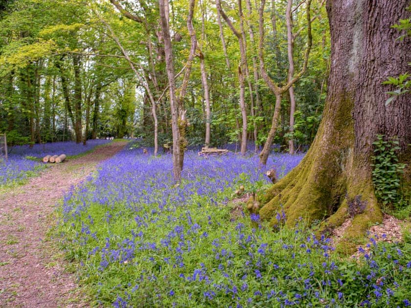 Seren - Redwood Valley Cabins and Yurts, Presteigne
