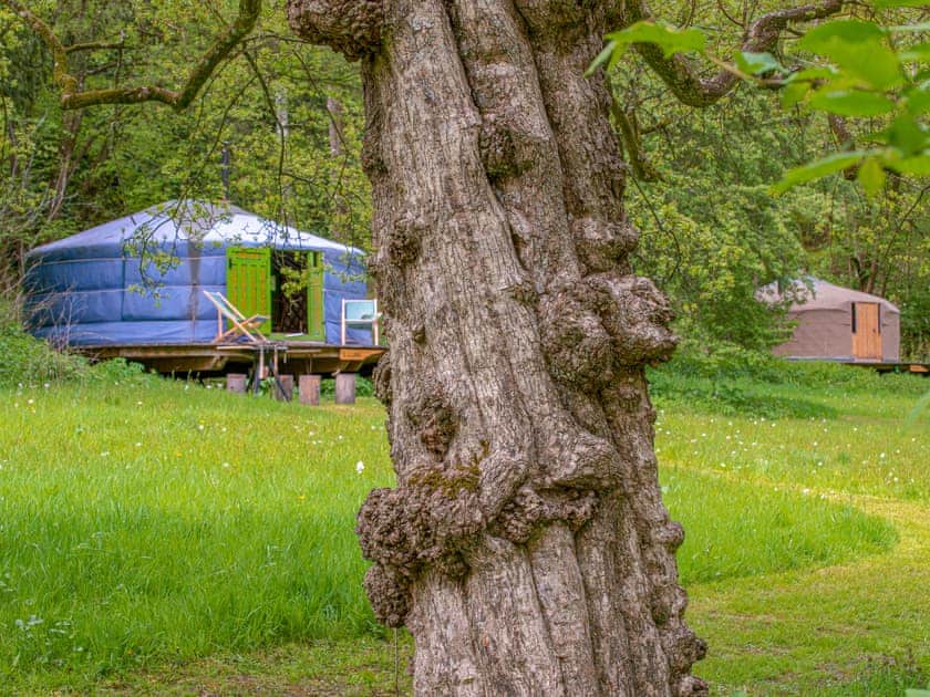 Seren - Redwood Valley Cabins and Yurts, Presteigne