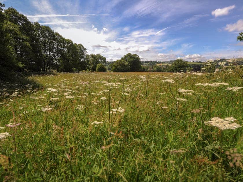 Seren - Redwood Valley Cabins and Yurts, Presteigne