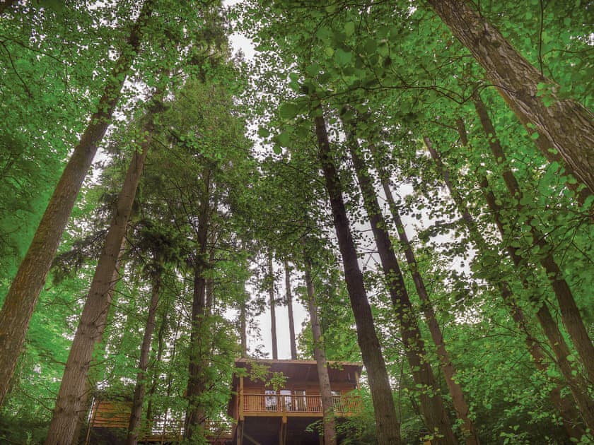 Treetop Cabin - Redwood Valley Cabins and Yurts, Presteigne
