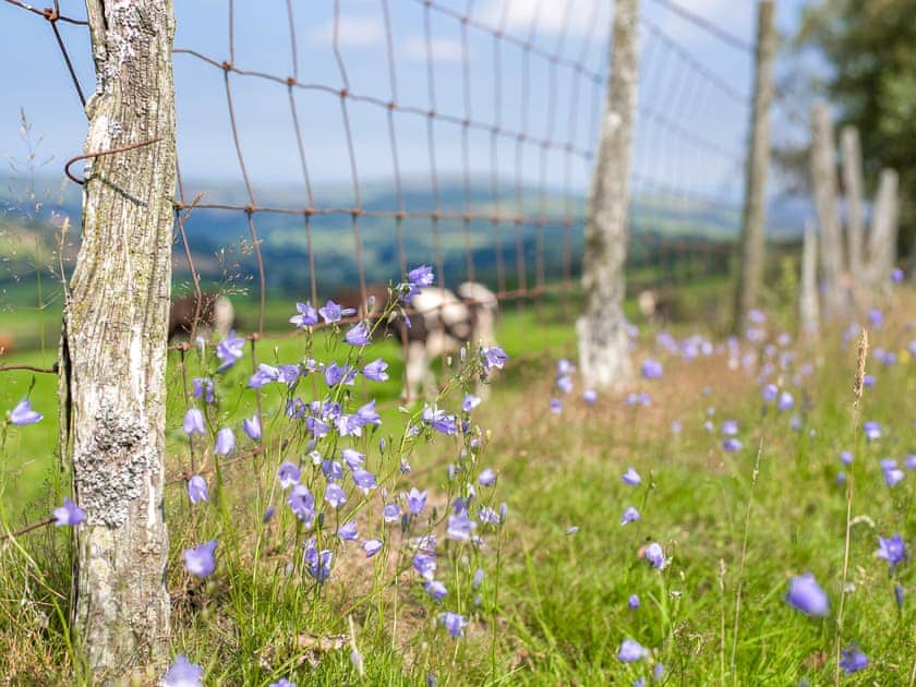 Dol y Mynydd (The Mountain Meadow) - Mountain Meadow Cabins, Abergele