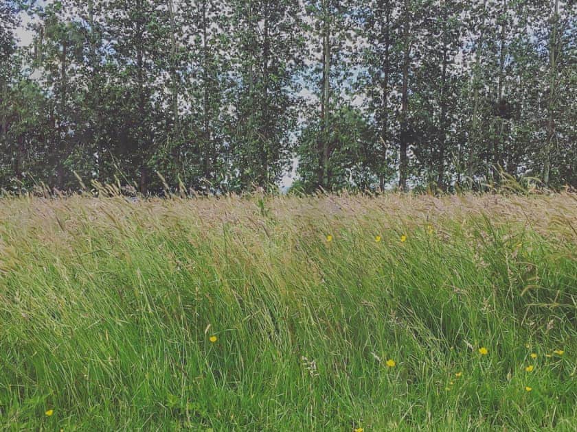 Russet Lodge - Tall Trees Glamping, Coxbridge, Glastonbury