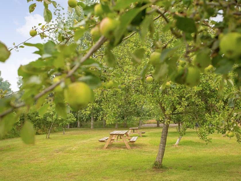 Pippin Lodge - Tall Trees Glamping, Coxbridge, Glastonbury