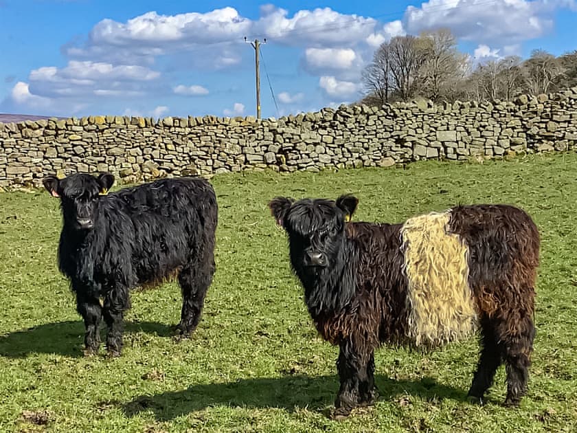Surrounding area | Aysgill Cottage, Gayle near Hawes