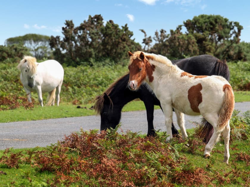 Surrounding area | Little Forda, Chillaton, near Tavistock