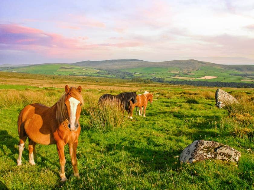 Wisteria Lodge, Preseli Hills