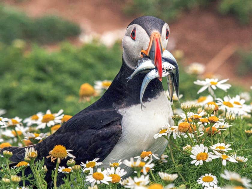 Skomer Cottage - Newgale Holiday Cottages, Roch, near Haverfordwest
