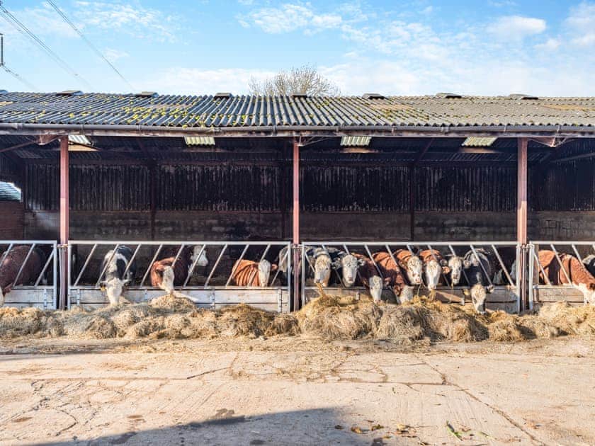 Surrounding area | Morrells Wood Farm- The Dairy - Morrells Wood Farm, Leighton, near Shrewsbury