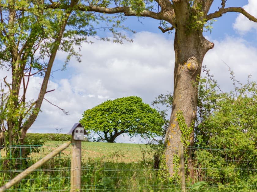 Woodpecker - Kids Love Yurts, Newport
