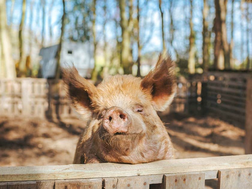 Chere Amie - Rosslyn Glamping, Melton Constable