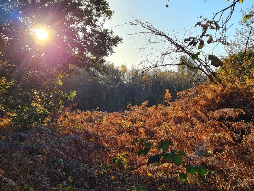 Surrounding area | The Cherry Tree, Near Lincoln