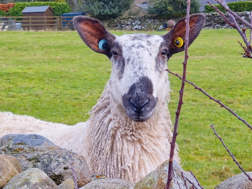 Surrounding area | Town Hall Cottage, Redmire near Leyburn