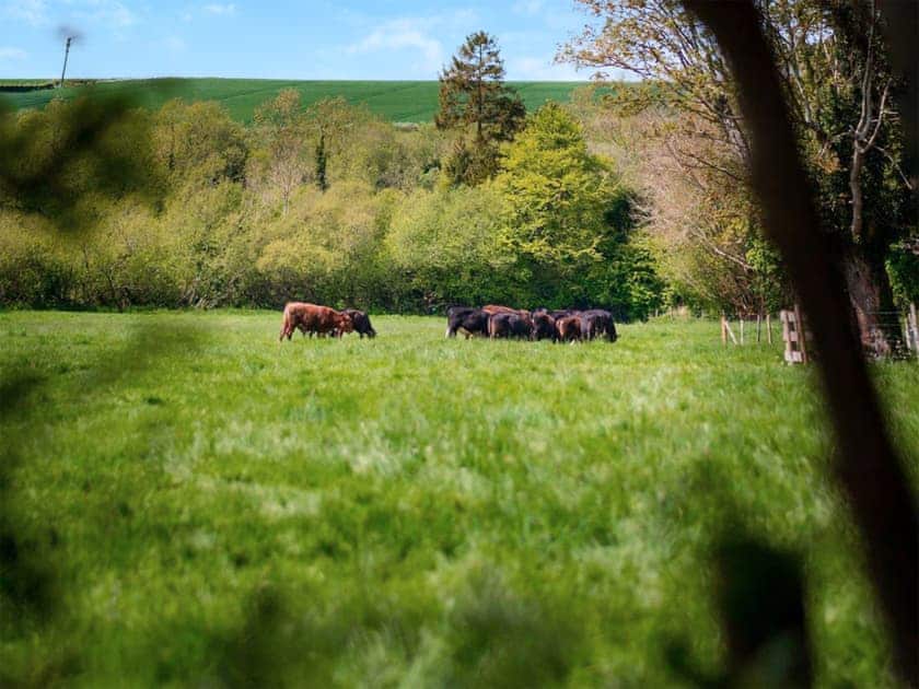 Surrounding area | Helen’s Shepherds Hut, Haxton