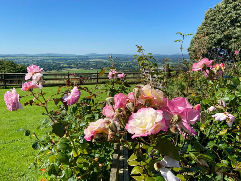Garden | Beehive Cottage, Bodfari, near Denbigh