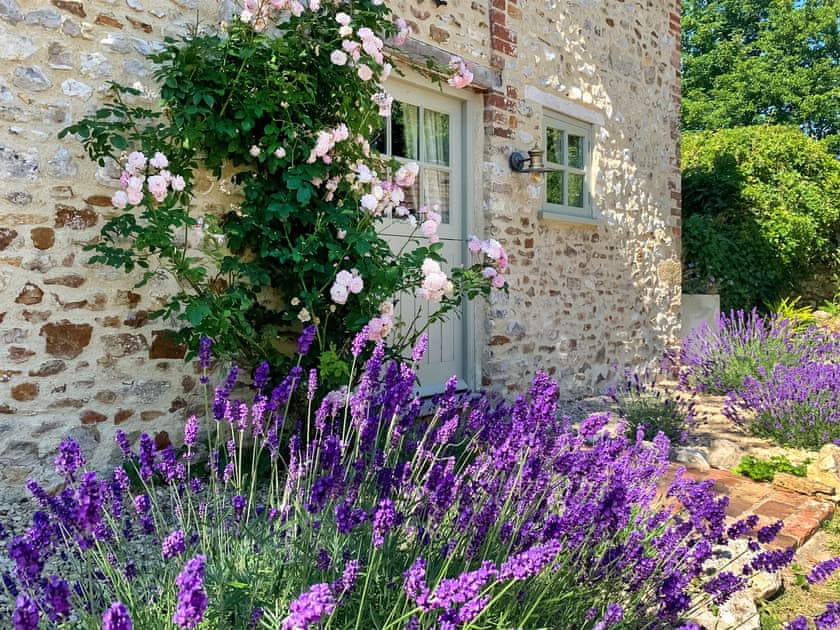 Scented lavender and roses around the door  | Mill Cottage, Hawkchurch, near Lyme Regis