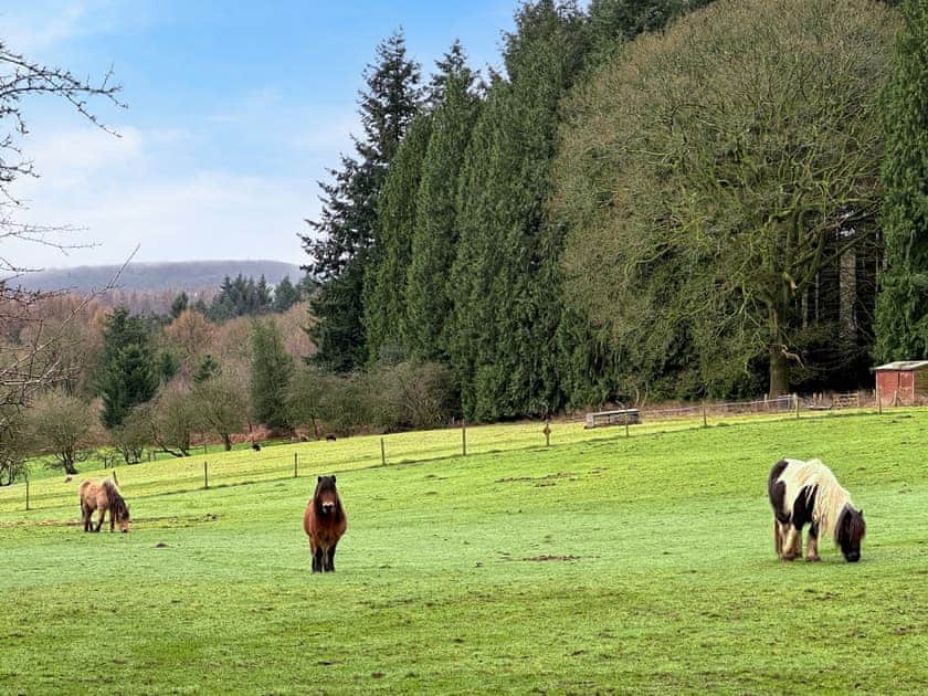 Surrounding area | Holly Cottage, Coleford