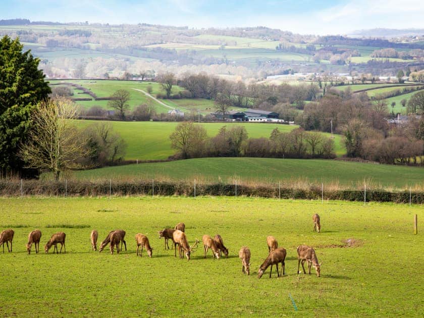 Surrounding area | Deer View, Ottery St Mary