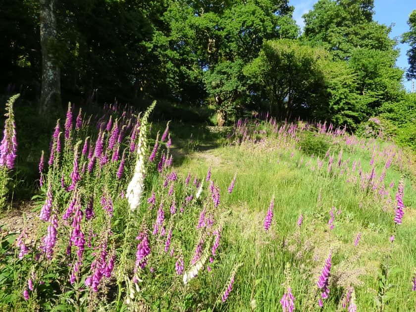 Path to private woodland with summer foxgloves  | Little Boreland, Gatehouse of Fleet