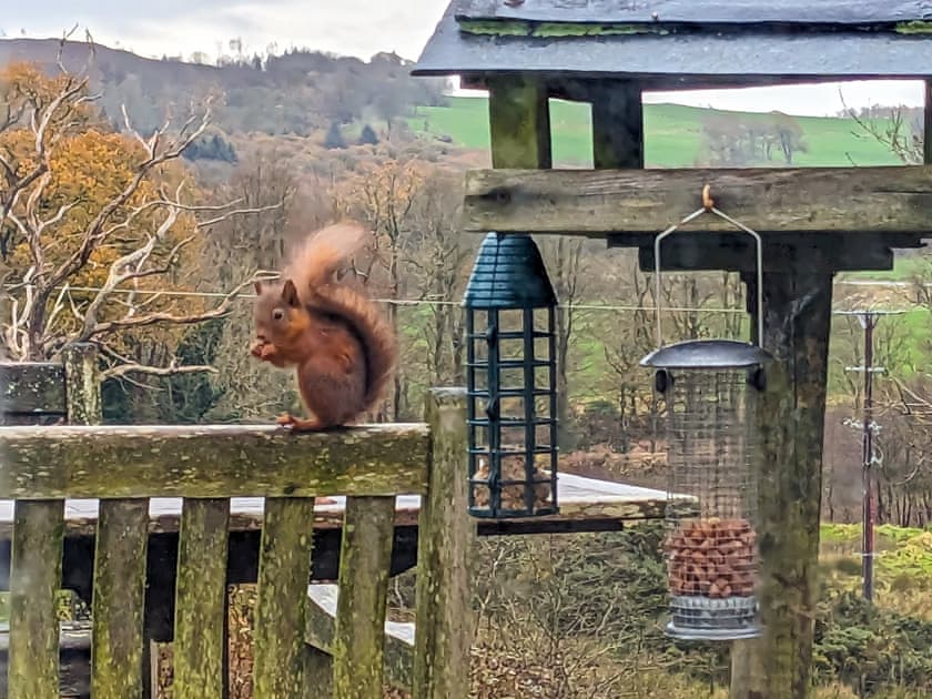 Wildlife from window  | Little Boreland, Gatehouse of Fleet