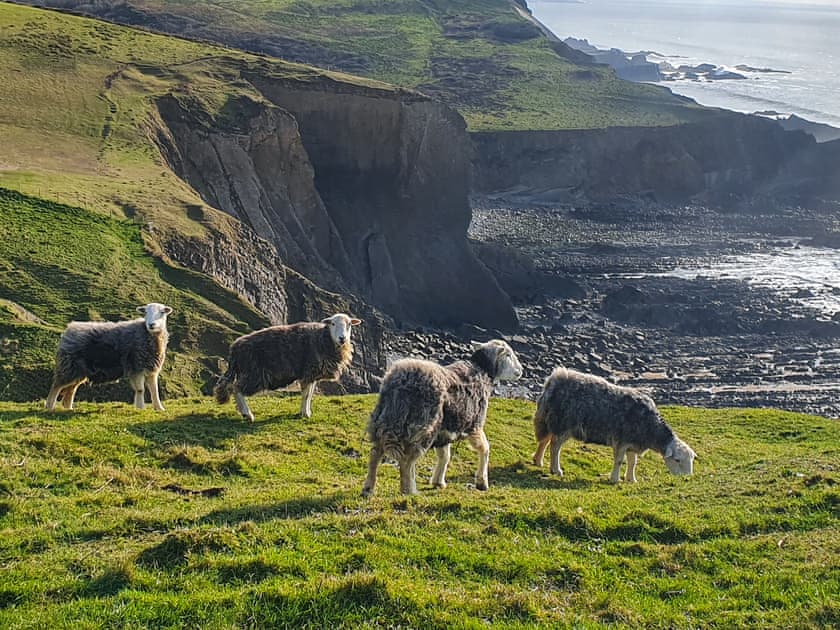 Surrounding area | Puffin House - Blegberry Farm, Hartland