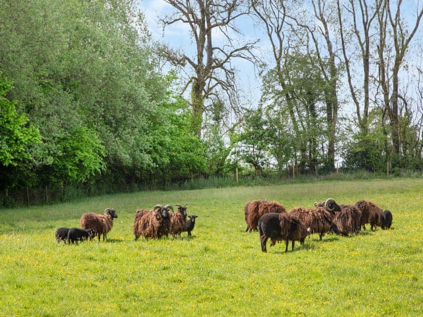 Surrounding area | Hayden Farm, Blackdown Hills, near Culmstock 