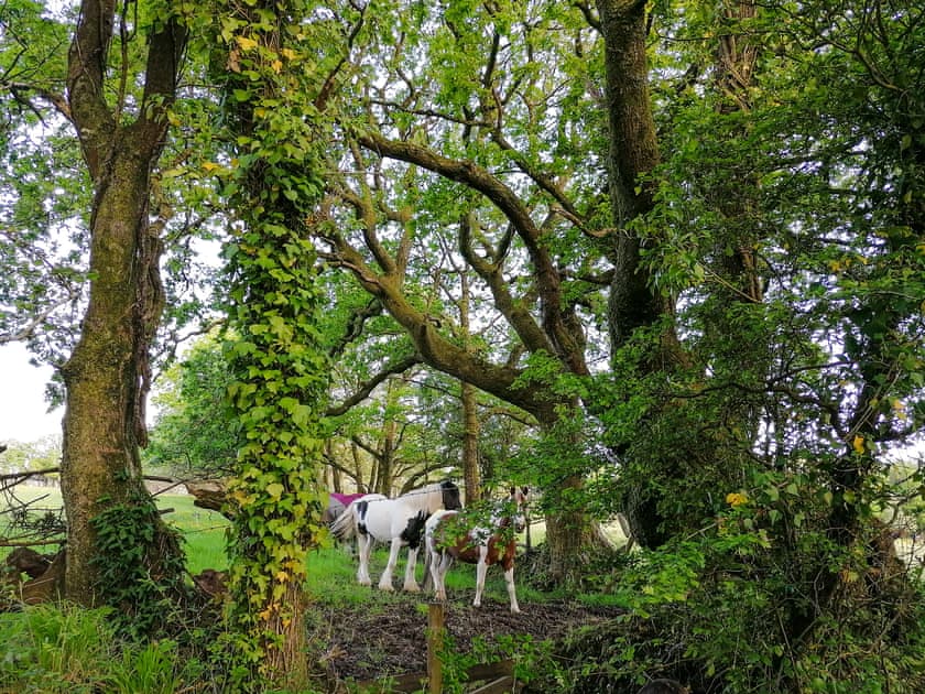 Surrounding area | Ty’r Eithin Bach, Trimsaran, near Kidwelly