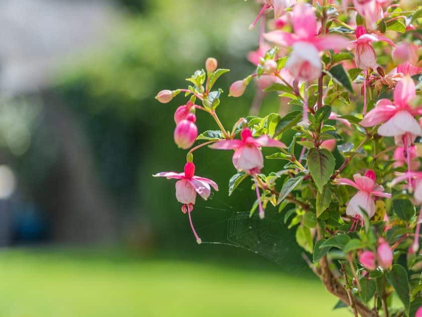 Not categorised | East Titchberry Cottage, Hartland