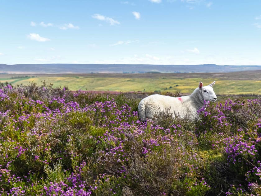 Surrounding area | Heather View Lodge, Rosedale East, near Pickering