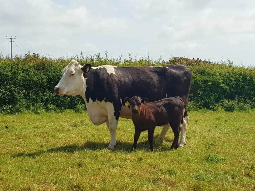 Surrounding area | Rose Cottage - Jones’ Cottages, Gower