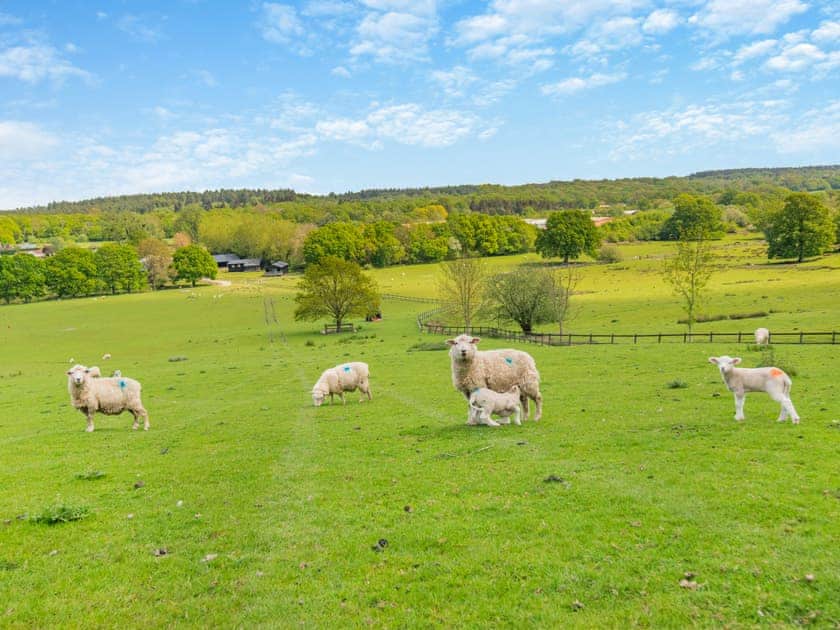 Outdoor | Cedar Lodge - Broad View Farm, Blacknest, near Alton