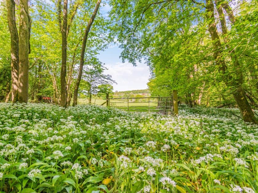Outdoor | Cedar Lodge - Broad View Farm, Blacknest, near Alton