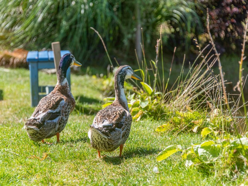 Outdoor | The Retreat - Frankaborough Farm Cottages, Lifton