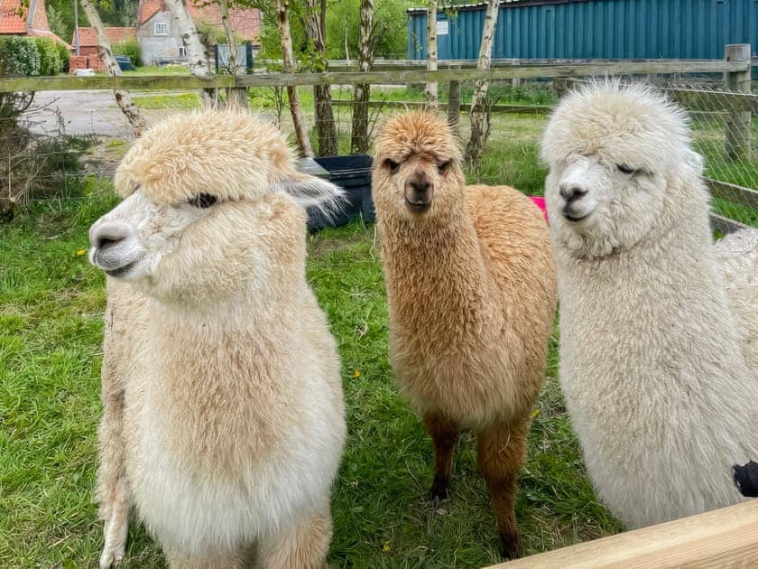 Surrounding area | Humphrey-Basil Lodge - Birchdale Lodges & Alpaca’s, Norton Disney, near Lincoln