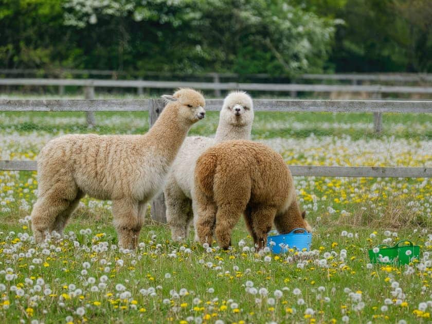 Surrounding area | Humphrey-Basil Lodge - Birchdale Lodges & Alpaca’s, Norton Disney, near Lincoln