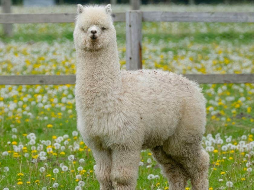 Surrounding area | Humphrey-Basil Lodge - Birchdale Lodges & Alpaca’s, Norton Disney, near Lincoln